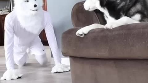 Husky Pranked By Wolf Mask.