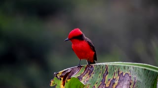 Beautiful bird on planet earth