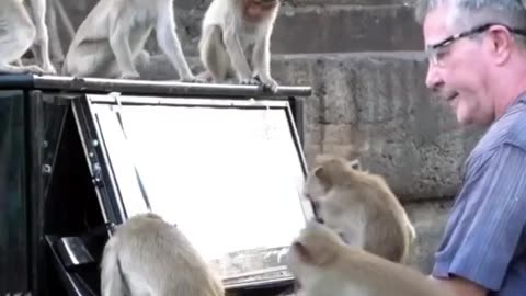 monkeys drawing karte hue monkey