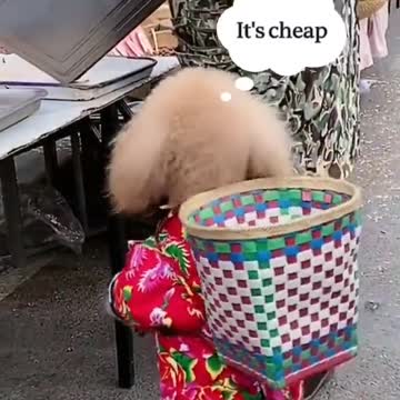 Dogs goes to shopping