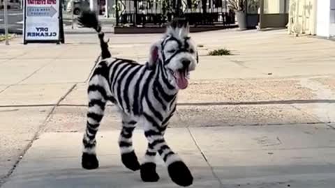 Have you ever seen a dog that looks like a zebra?