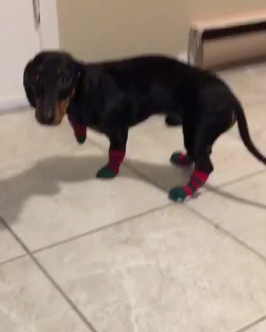 Maxwell’s first time wearing socks