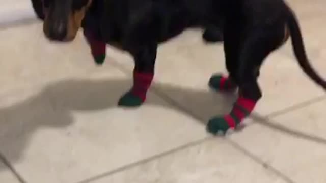 Maxwell’s first time wearing socks