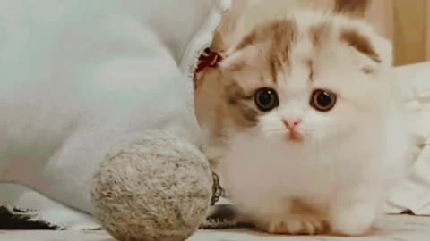 episode 1 cute cat 🐱🐱😻