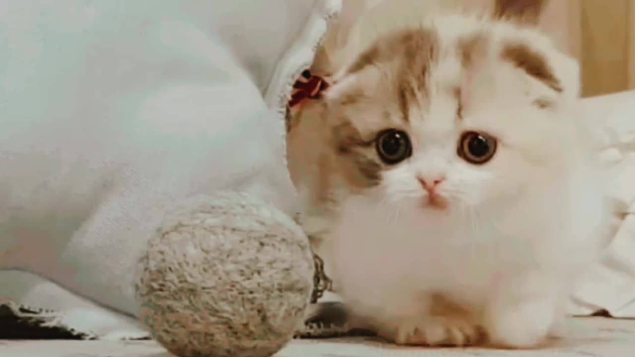 episode 1 cute cat 🐱🐱😻