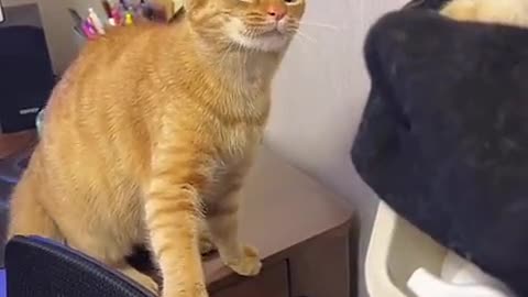 Cat funny video