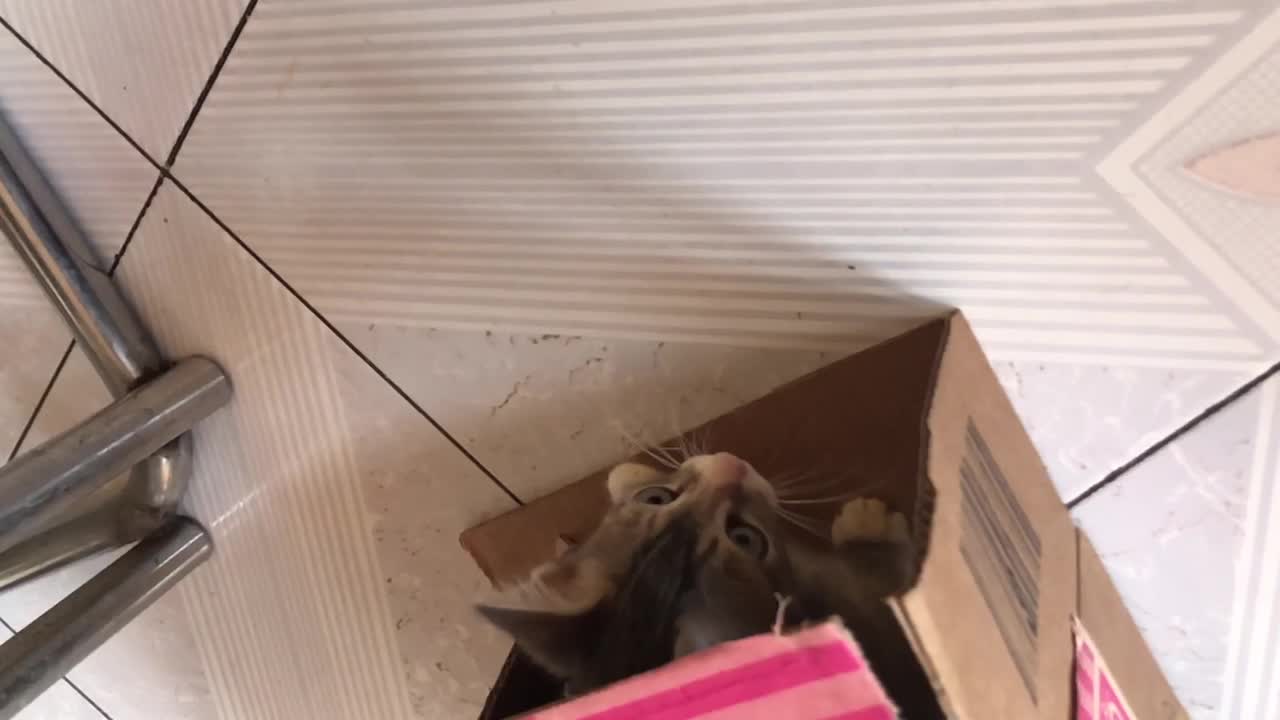 Cat slow motion