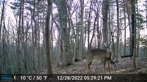The Woods – 12/29/2022