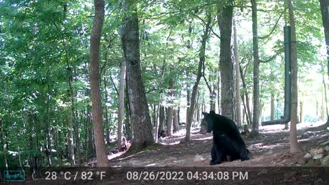 The Woods – 08/27/2022 Bear