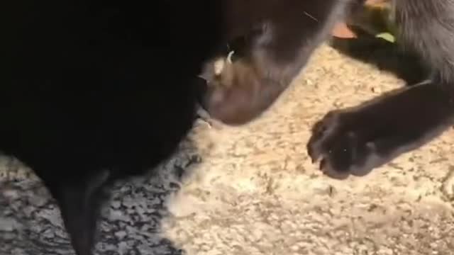 Cat helps owner to catch key that fell into hole