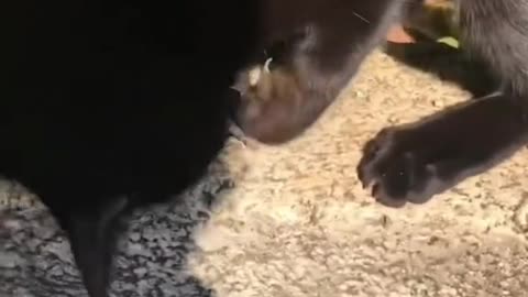 Cat helps owner to catch key that fell into hole