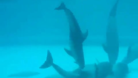 This is a beautiful and charming water-dwelling species