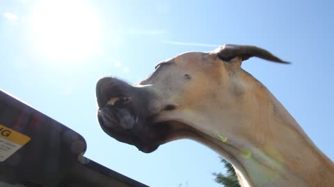 Happy Great Dane in convertible