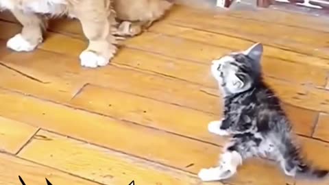 Funny_Cat_vs_Dog_😂_#shorts