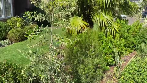 Yucca filamentosas in bloom