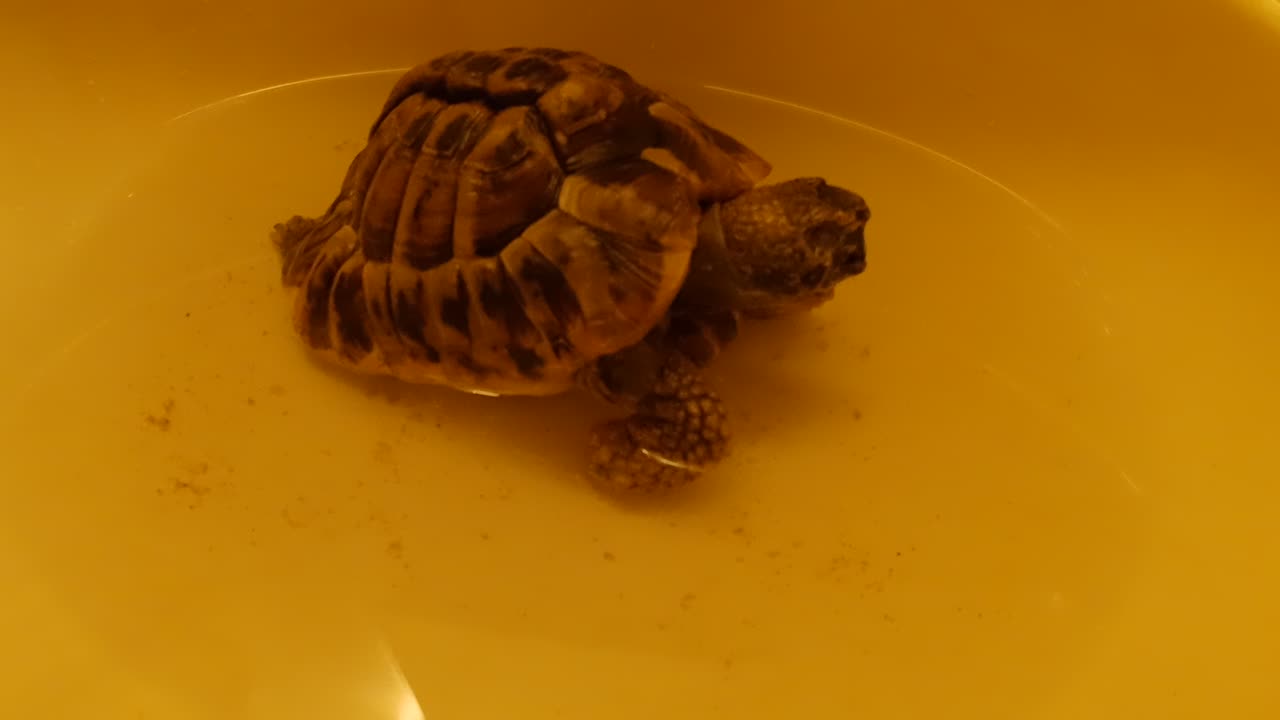 Tordy The Tortoise - Soaking and Bath Time