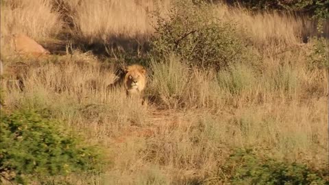 Lioness the real Queen of Savannah - Wildlife