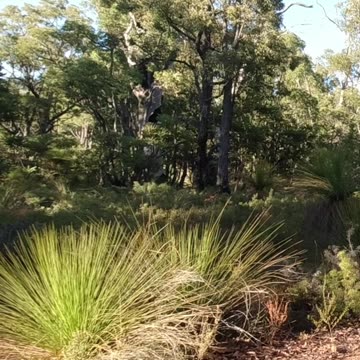 Summers Morning Hike On The Robin Ramble Trail Too