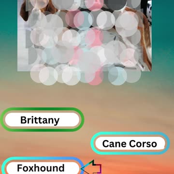 Bow-wow Trivia Challenge 6