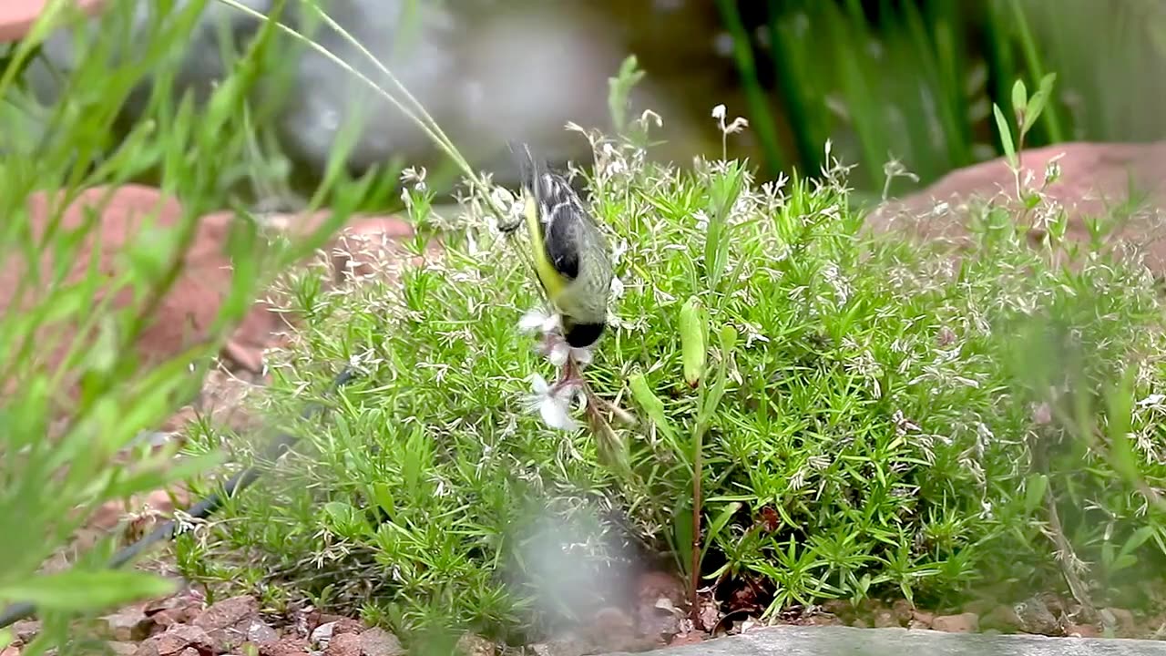 Goldfinch Birds Perching on Flowers