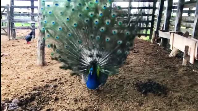 *_Rare red feathers and beautiful peacocks, opening feathers_*