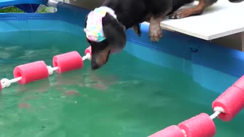 Dogs learn to swim and jump