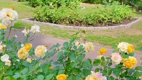 Rose garden therap