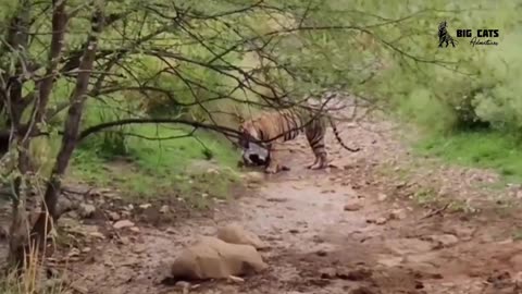 Tiger vs dogs #tigervsdog #tiger #dog #dogvstiger #trending