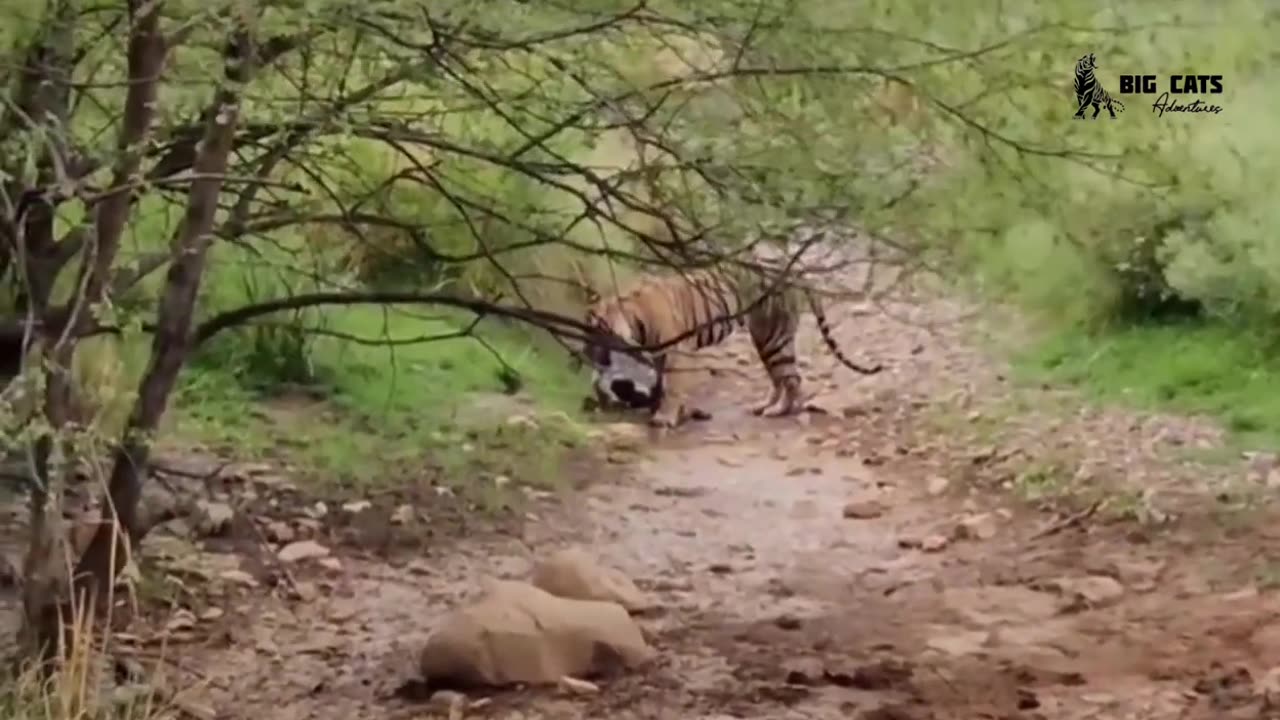 Tiger vs dogs #tigervsdog #tiger #dog #dogvstiger #trending