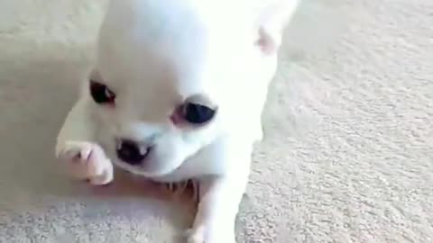 Funny cute puppy video#viral#short