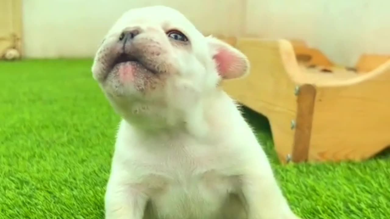 Puppy sound #Puppy #Dog #pets #animals