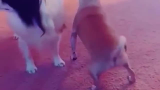 FUNNY ANIMALS 100% IMPOSIBLE NOT TO LAUGH#1