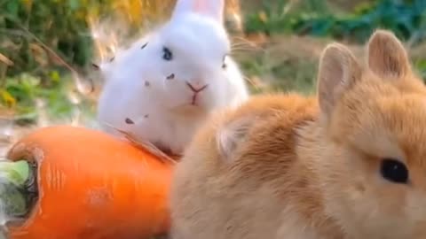 Two Very Cute Rabbits