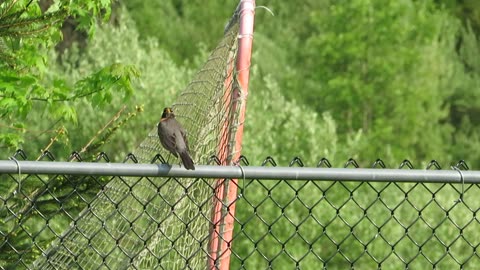 Video of American Robin