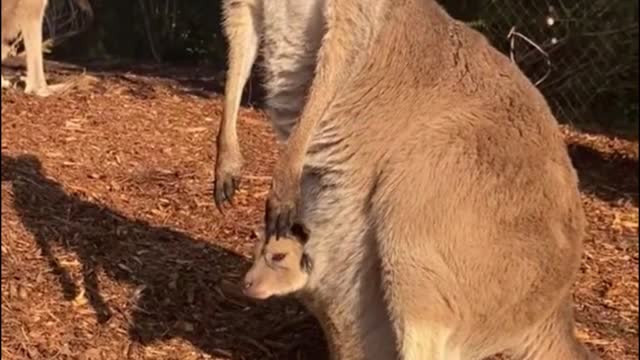 Mother kangaroo has another baby kangaroo in her bag