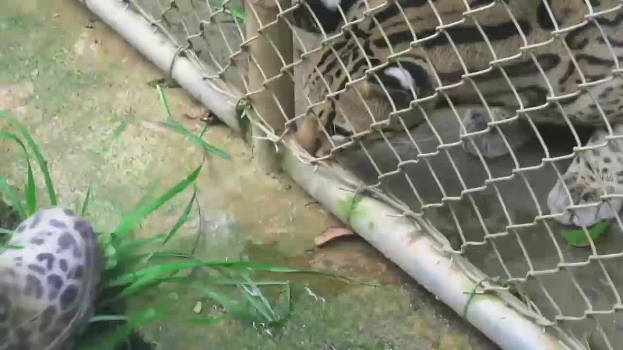 Rescued Ocelot is curious about leopard-print rubber shoes