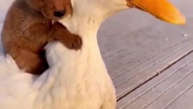 BEST FUNNY DOGS VIDEOS DOG IS DUCK BEST FRIEND