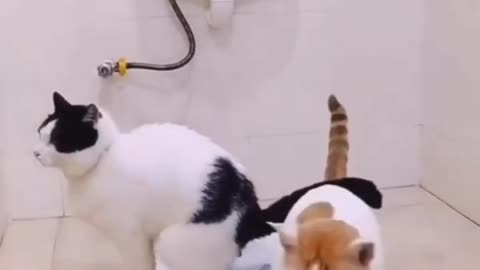 Funny animal 2023 funniest cats and dog videos