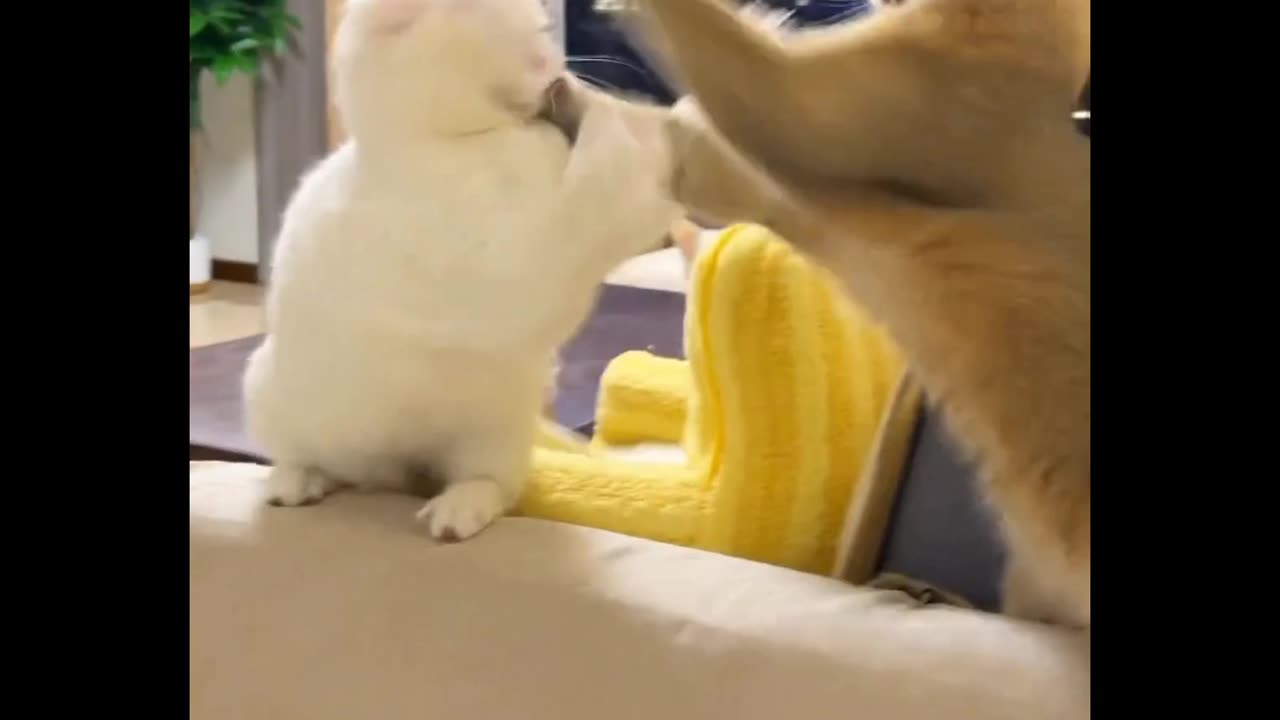 Cat ready to fight