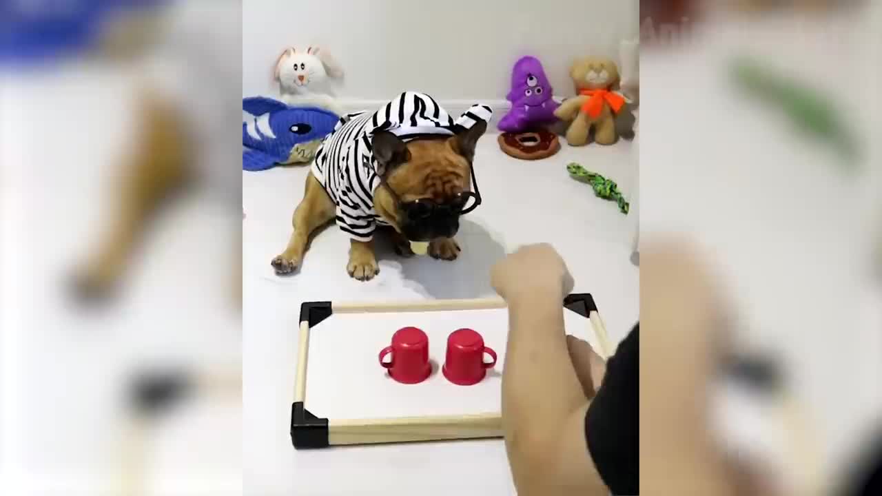 Funniest 🐶 Dogs and 😻 Cats - Try Not To Laugh 🤣 - Funny Pet Animals' Life