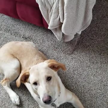 Evie shaping the Stay cue.