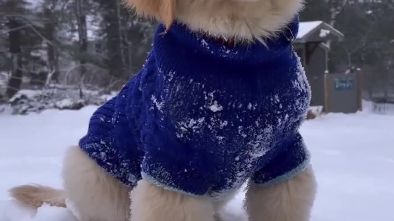 This Puppy is Cute!