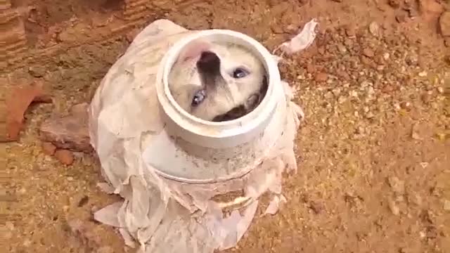 Kitten Rescued From Pipe