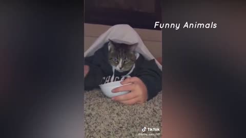 Funny Cat Videos! Tiktok cute animals!