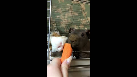 Guinea pigs eat carrots