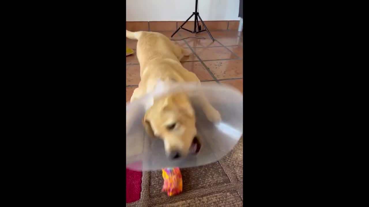 Pup with protective cone adorably struggles to play with toy