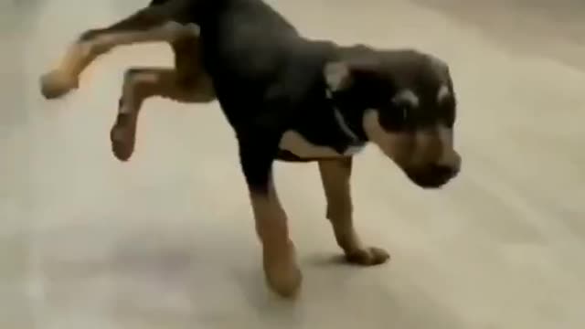 Funny dog video