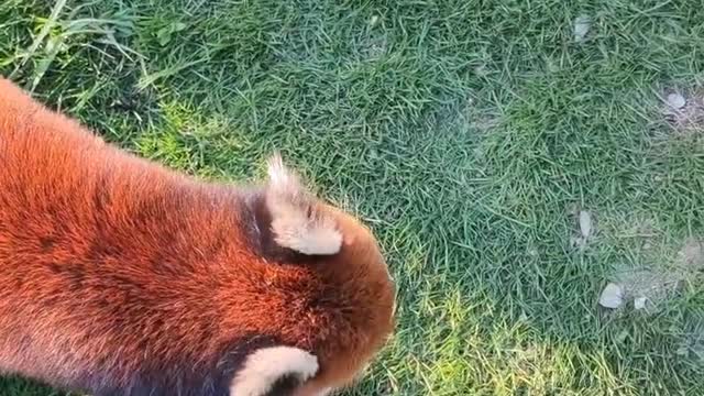 red pandas