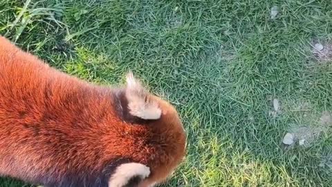 red pandas