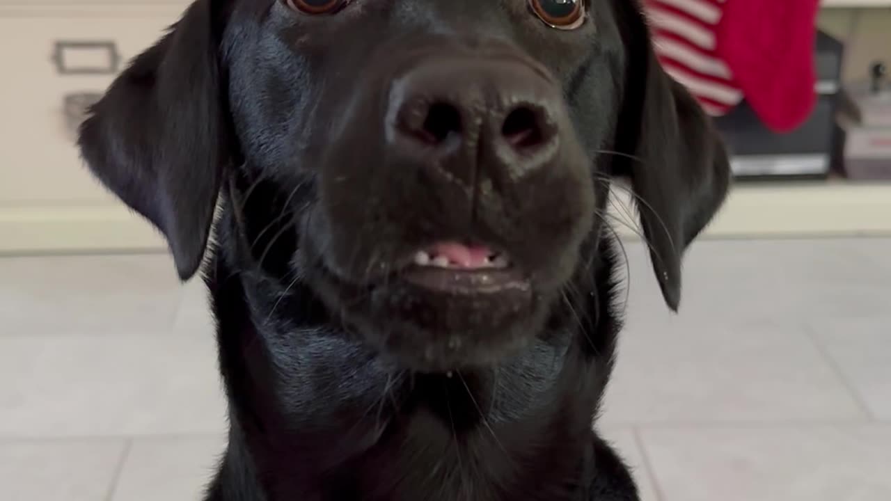 Black Lab Jitters For Ball